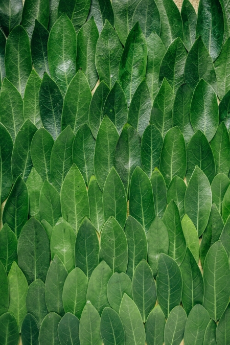 AGROSEED OIL